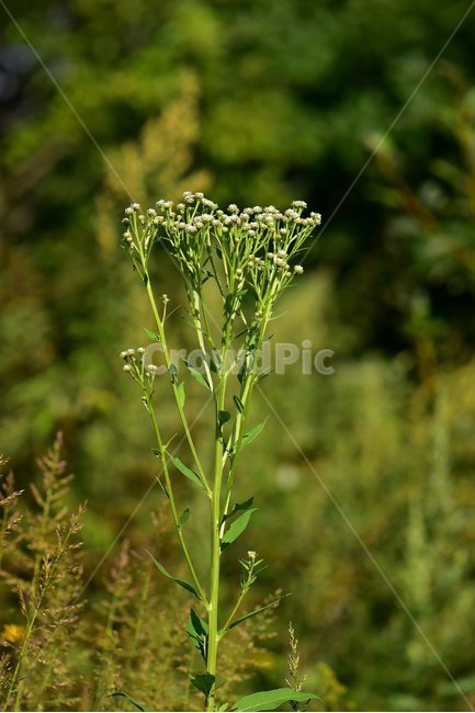 각시취,야생화,식물,자연,꽃,생태,힐링,플라워,wildflower,flower,plants,nature,season,감성,느낌,emotion,feeling,여름,초롱꽃목,국화과,취나물속,식물,자연,plants,nature,꽃,flower
