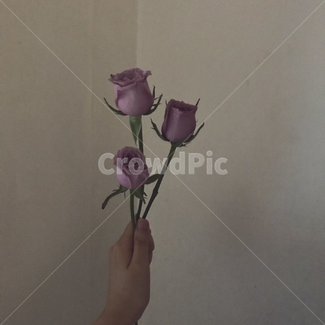 장미,보라장미,꽃,rose,감성