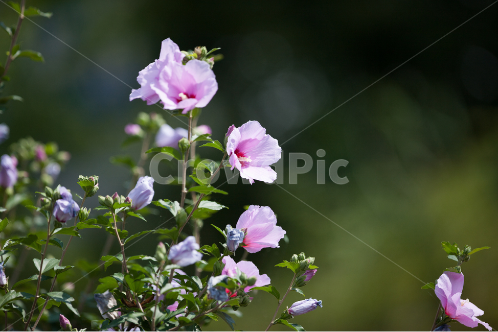 무궁화,무궁화꽃,국화,우리나라꽃,들꽃,여름꽃,봄꽃,식물,자연,plants,nature,꽃,flower