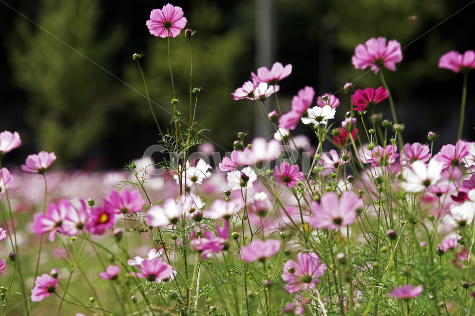 코스모스,꽃,식물,계절,가을,감성,가을,계절,fall,autumn,season,식물,자연,plants,nature,꽃,flower,geranium,제라늄,plant,blossom,anemone,아네모네