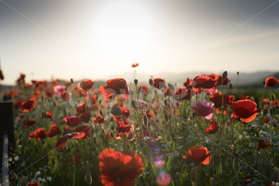풍경,여행,자연,양귀비,스냅,자연,풍경,nature,landscape,식물,plants,꽃,flower,plant,blossom