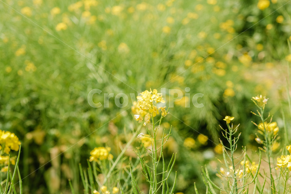 spring,spring flowers,plant,rape flower,season,Emotional photo