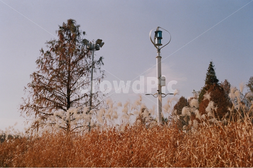 자연,자연풍경,가을,갈대,필름,하늘,나무,감성,양재천,가을,계절,fall,autumn,season,grass,잔디,plant,식물,lawn,reed