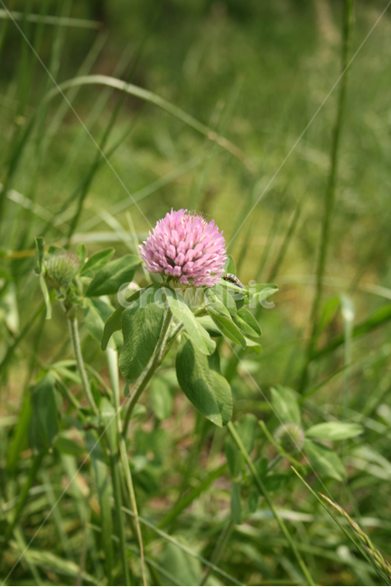 꽃,식물,자연,flower,color,nature,식물,자연,plants,nature,꽃,flower
