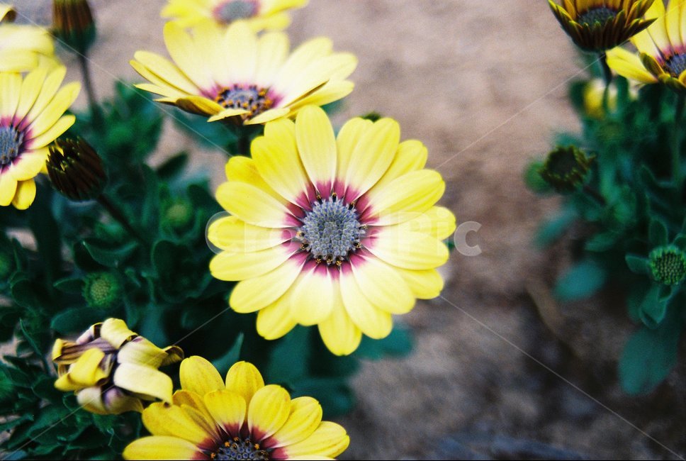 꽃,flower,꽃접사,꽃사진,봄꽃,봄,봄,계절,spring,season,식물,자연,plants,nature,꽃,flower,plant