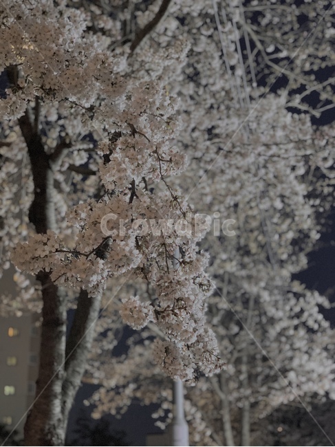 plant,식물,blossom,꽃,flower,벚꽃,자연