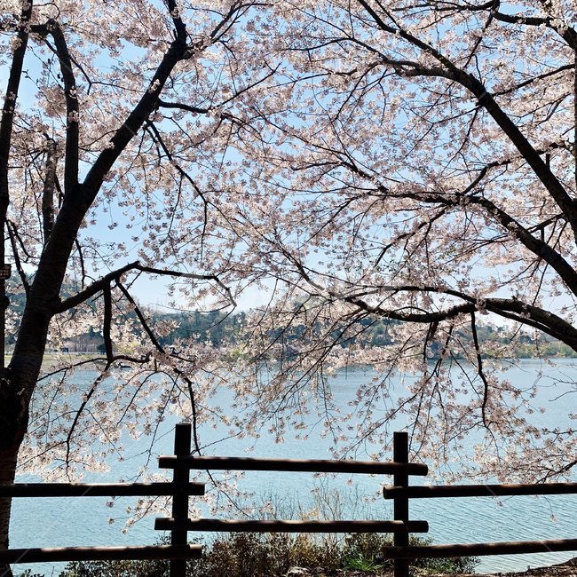 벚꽃,호수,봄,벚꽃놀이,풍경