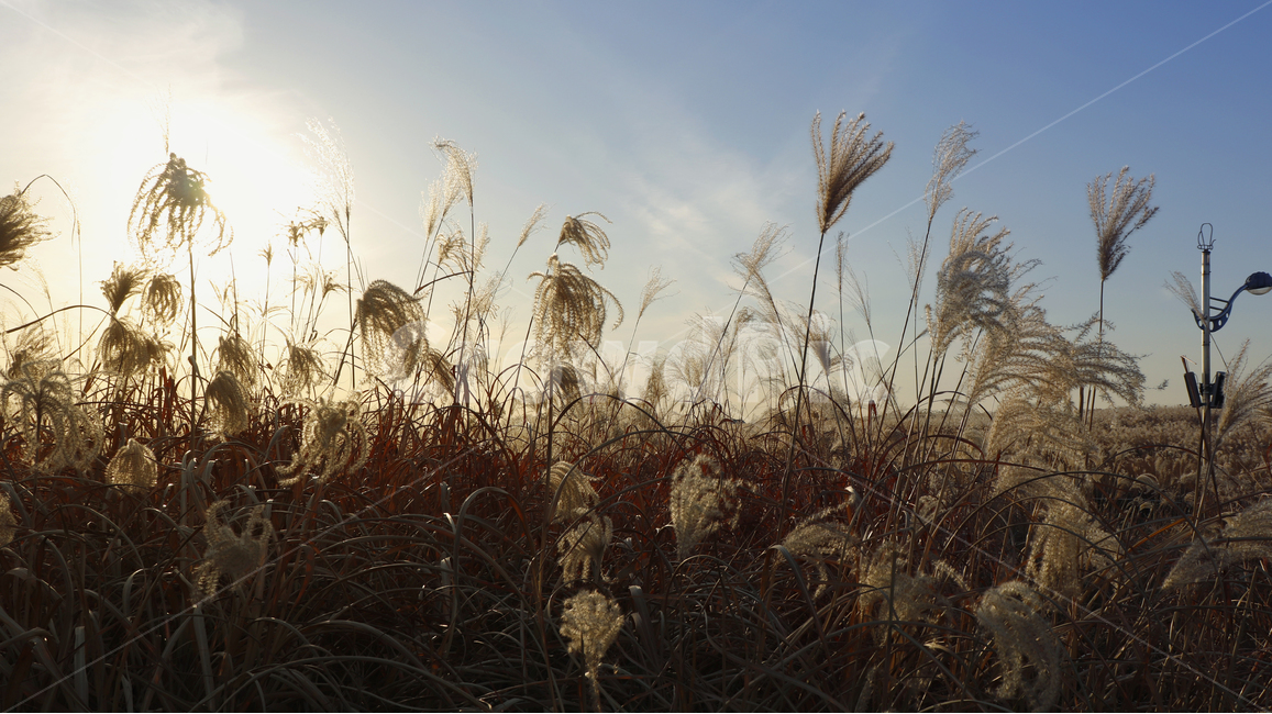 갈대,풍경,하늘공원,명소,따뜻한,가을,계절,fall,autumn,season,자연,풍경,nature,landscape,plant,식물,grass,잔디,lawn,reed
