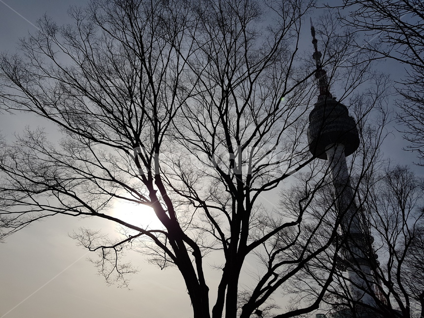 남산타워,n서울타워,남산,나무,겨울나무,겨울,계절,타워,식물,자연,plants,nature,나무,trees,wood