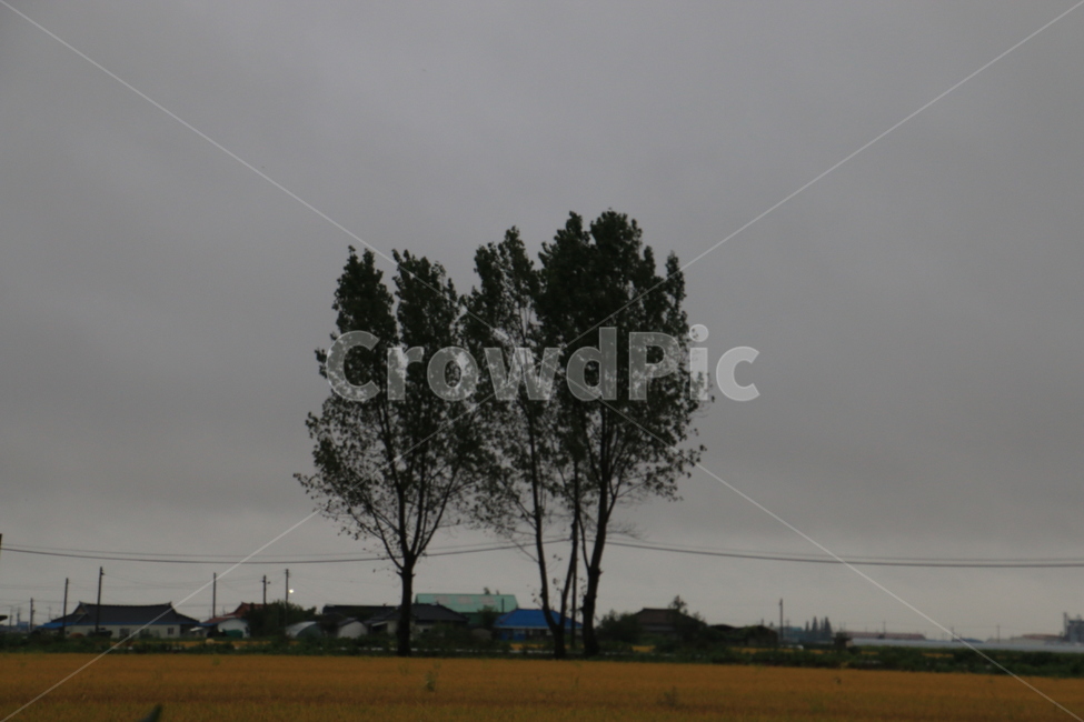 나무두구루,길,풍경,흐린날,들판,자연,풍경,nature,landscape,building,건물