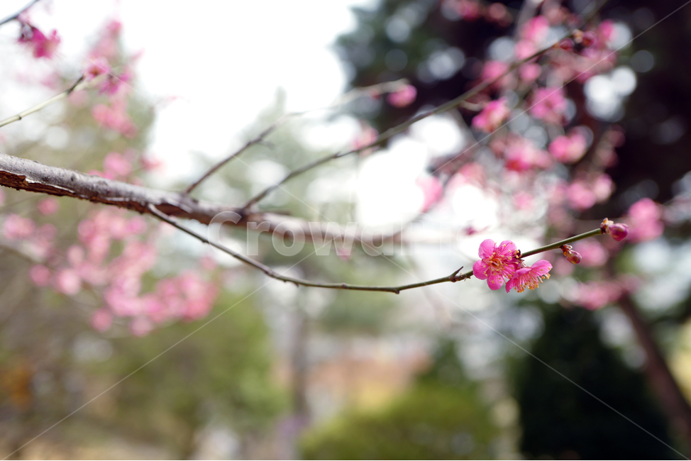 매화,홍매화,꽃,flowerx,봄꽃,봄,계절,spring,season,식물,자연,plants,nature,꽃,flower,plant,blossom