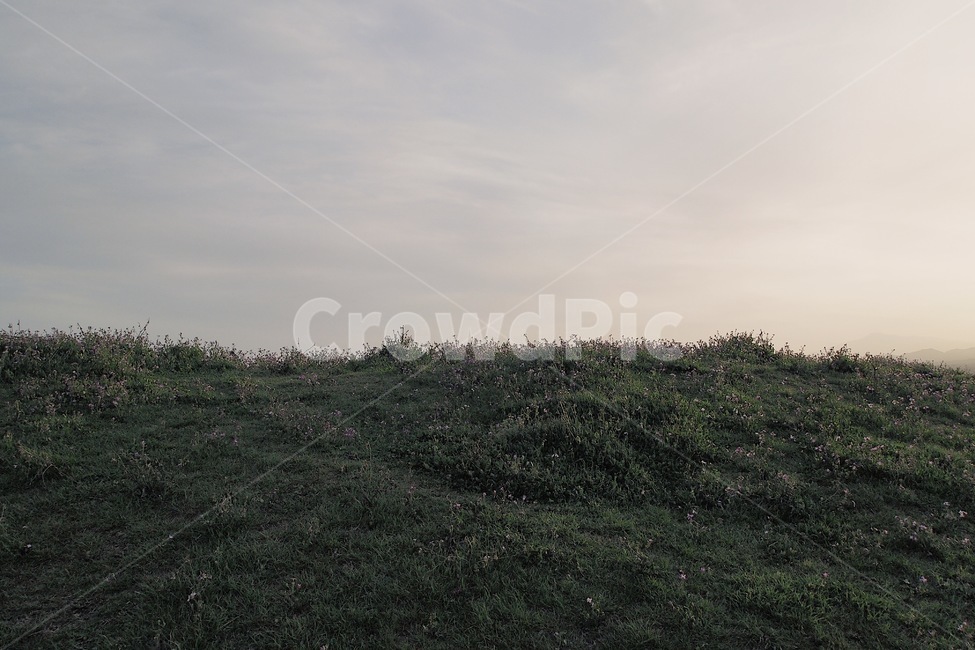 자연,풍경,하늘,감성,고요한,아름다운,풀,꽃,들꽃,제주도,자연,풍경,nature,landscape,제주도,jeju,jeju island,outdoors,옥외,vegetation,초목,bush,부시,plant,식물