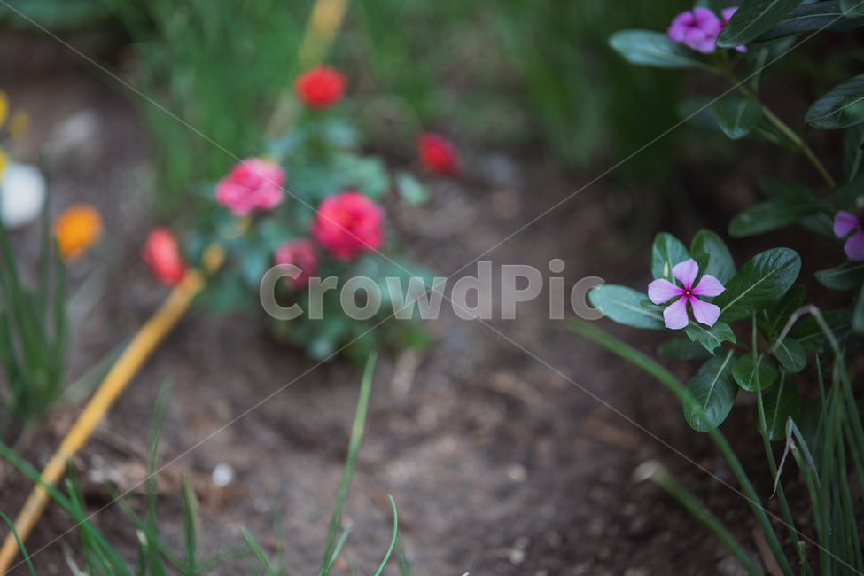 꽃,식물,flowers,botanical,plant,식물,자연,plants,nature,꽃,flower