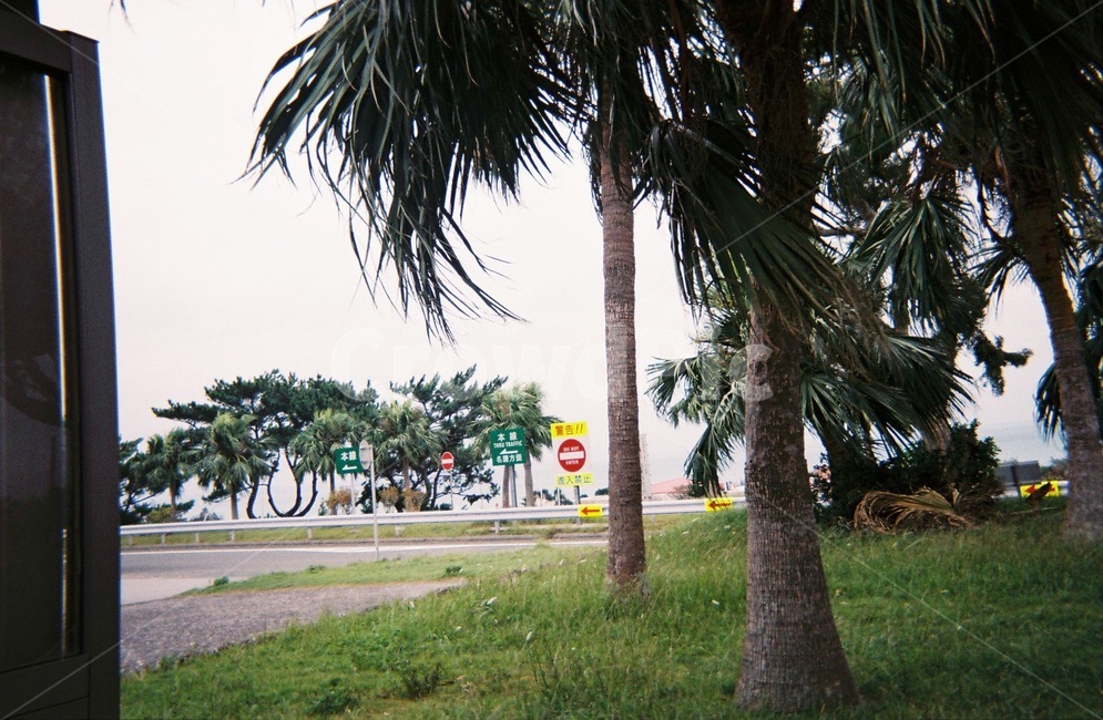 일본,오키나와,고속도로휴게소,야자수,여름,자연,풍경,nature,landscape,tree,나무,plant,식물,garden,정원,outdoors,옥외,arbour,정자