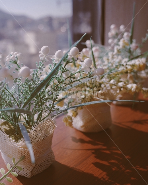 조화,카페,인테리어,소품,display,flower,interior,cafe,실내용화초,화분,화초,house plant,감성,sensible,feeling,인테리어,실내디자인,interior design