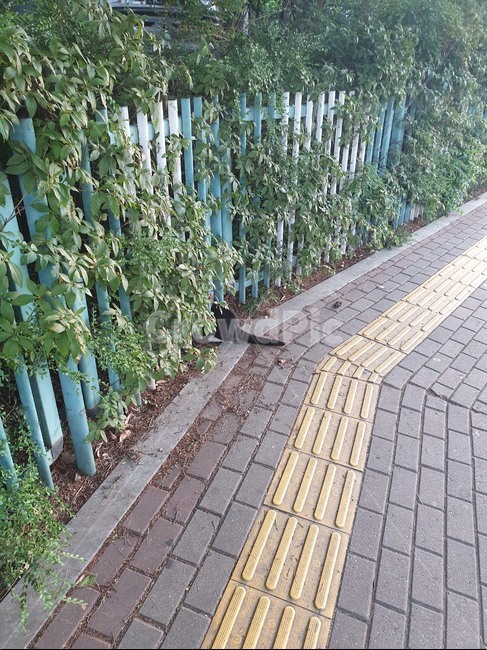 고양이,고양이꼬리,길,귀여운길,귀여운동물