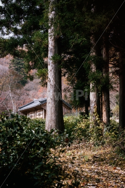 자연,풍경,건물,나무,숲,절,사찰,한옥,햇빛,자연사진,풍경사진,nature,naturephoto,naturephotography,building,structure,temple,tree,landscape,sunlight,architecture,forest,한국전통,한국문화,korean traditional,korean culture,자연,풍경,nature,landscape,plant,식물