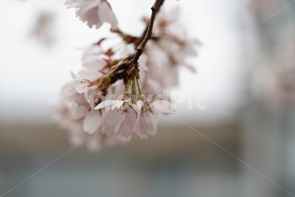 꽃,벚꽃,플라워,봄,느낌,감성,화이트,흰색,생명,생물,나무,식물,계절,flower,식물,자연,plants,nature,꽃,flower