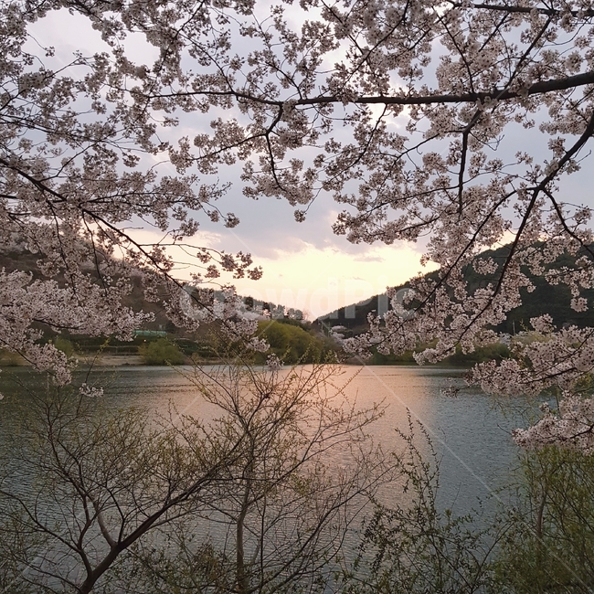 flower,꽃,식물,blossom,cherryblossom,벚꽃,봄,호수,대자연,노을