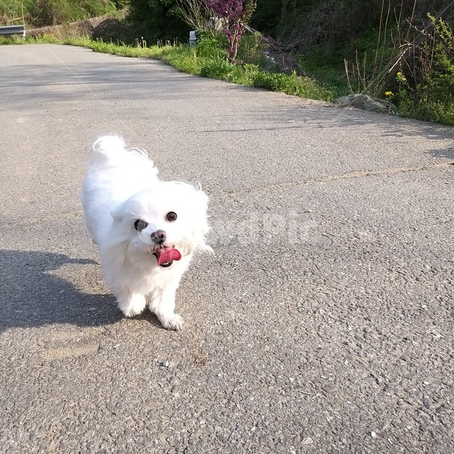 강아지,메롱,말티즈,신남,애완견,산책,동물,animal,포유류,mammal,개,강아지,dog,doggy