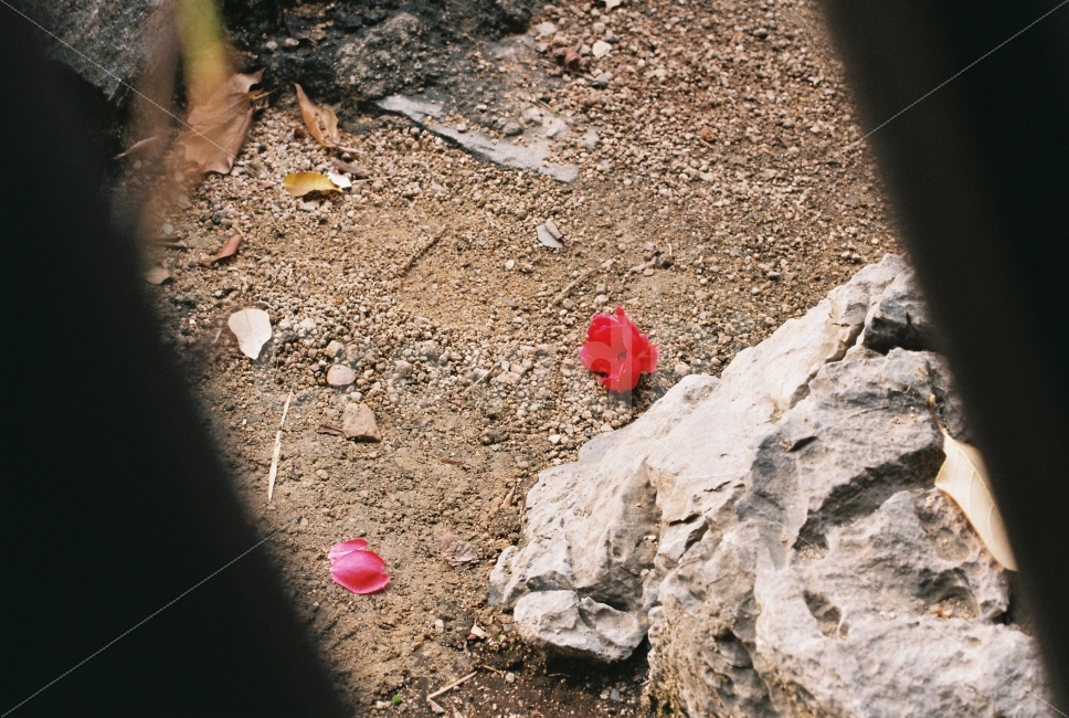 떨어진,꽃,감성,장미,아련한,아날로그,필름,필름카메라,Nikon,Fm2,식물,자연,plants,nature,꽃,flower,감성,sensible,feeling