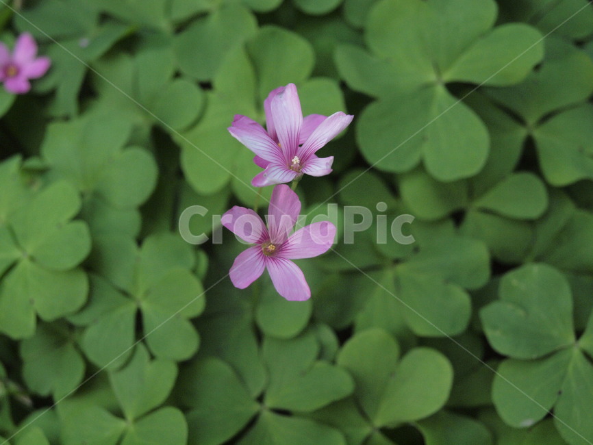 flower,plant,식물,blossom,꽃,식물,자연,plants,nature,꽃,flower