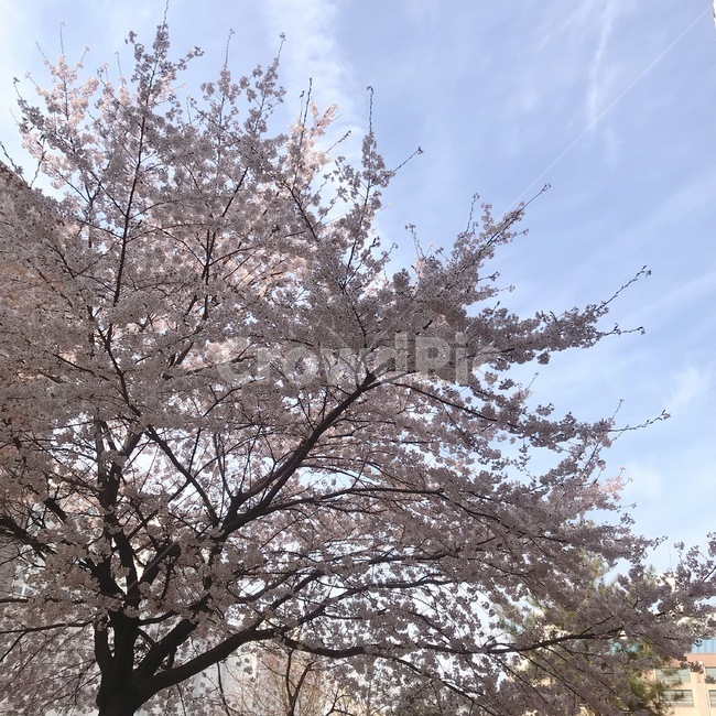 하늘,벚꽃,봄,나무,식물