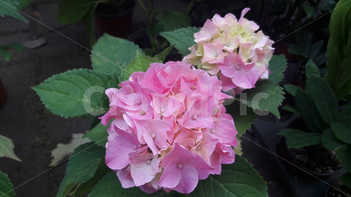 꽃,수국,핑크,초록,풍성,식물,자연,plants,nature,꽃,flower