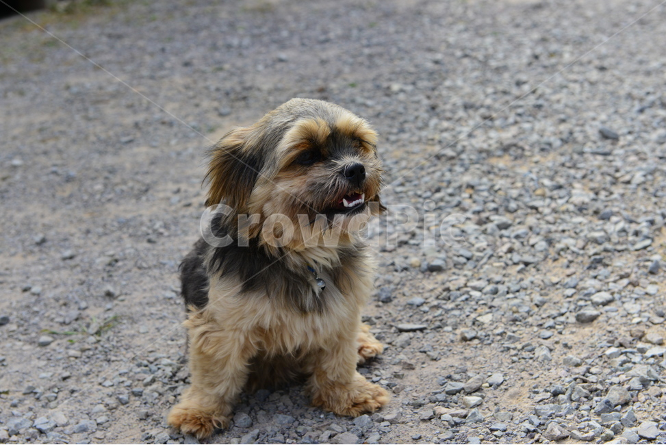 canine,송곳니,animal,동물,mammal,포유류,pet,애완동물,dog,개,반려견,동물,animal,포유류,mammal,개,강아지,dog,doggy