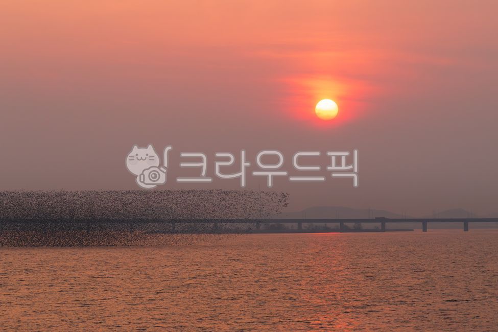 금강,강,철새,가창오리,오리,새,조류,물,흐린,흐림,겨울,하늘,무리,그룹,동물,야생동물,철새도래지,전북,전라북도,군산,군산시,한국,야외,날다,비행,날으는,금강대교,다리,교량,저녁,일몰,노을,석양,황혼,태양,햇빛,실루엣,군집,새떼,물새