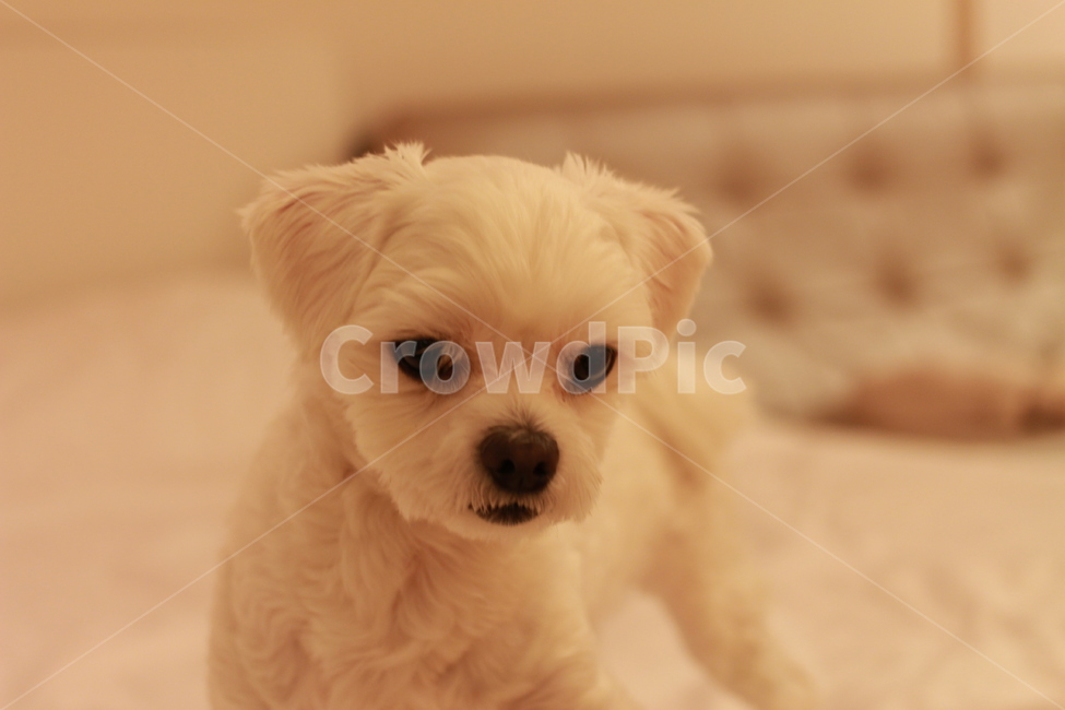 말티즈,강아지,애완견,반려견,동물,동물,animal,포유류,mammal,개,강아지,dog,doggy