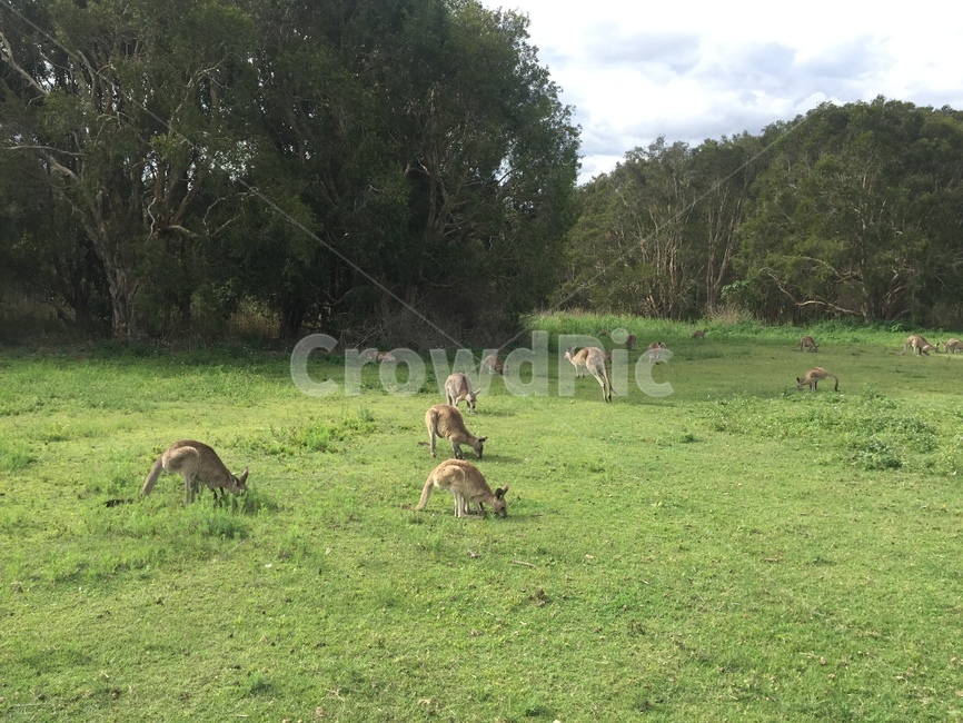 왈라비,캥거루,동물,kangaroo,wallaby,자연,풍경,nature,landscape,포유류,mammal,animal