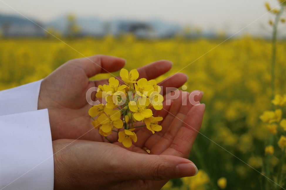 대저생태공원,유채꽃,꽃,flower,노란꽃,노랑,봄꽃,봄,식물,자연,plants,nature,꽃,flower