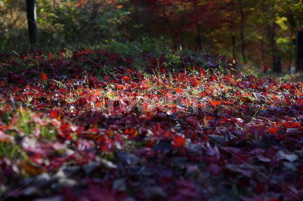 가을,단풍,풍경,빛,빨강,leaf,잎,plant,식물,ground,바닥,tree,나무