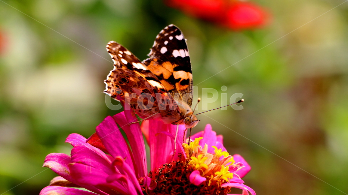 꽃,식물,나비,동물,자연,식물,자연,plants,nature,꽃,flower,동물,animal,곤충,벌레,insect,bug
