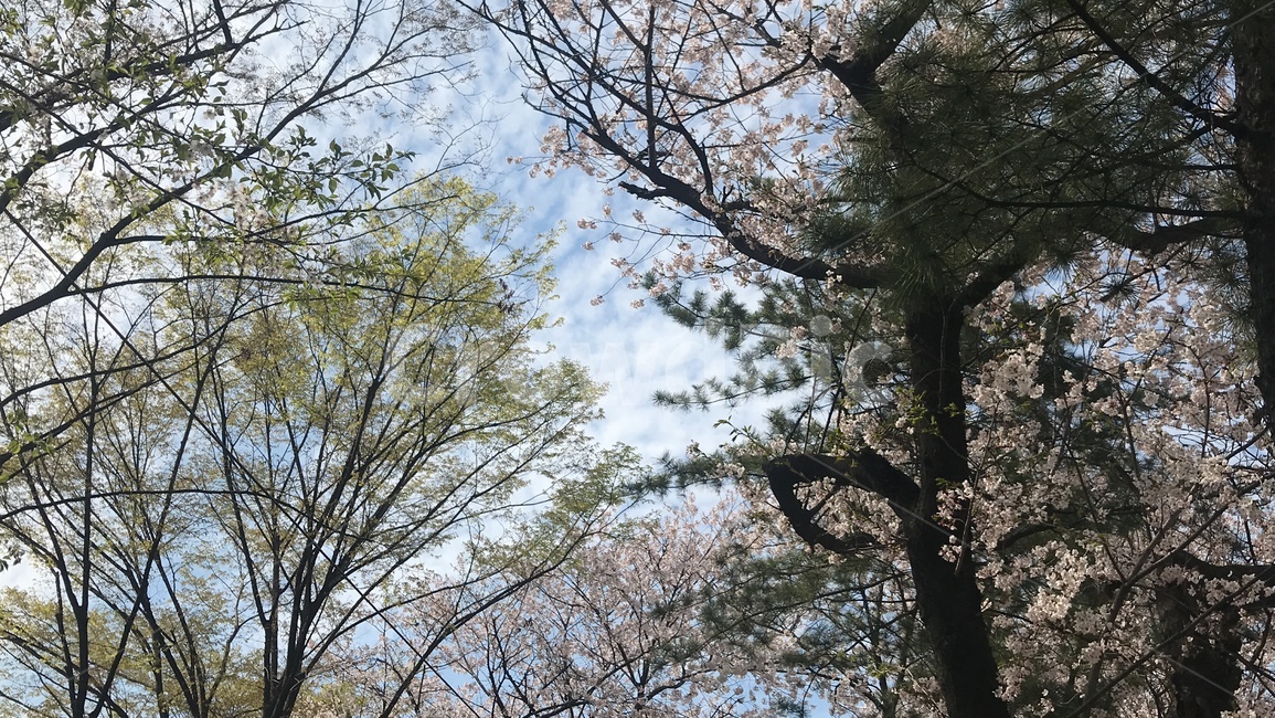 배경,풍경,봄,꽃,벚꽃,흩날리는,spring,flower,자연,풍경,nature,landscape,식물,plants,꽃,flower,tree,나무,plant,tree trunk,나무 줄기