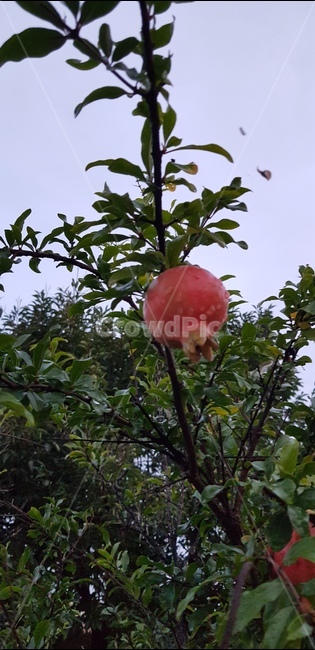 석류,과일,석류나무,식물,석류피,과즙,과일,열매,fruit