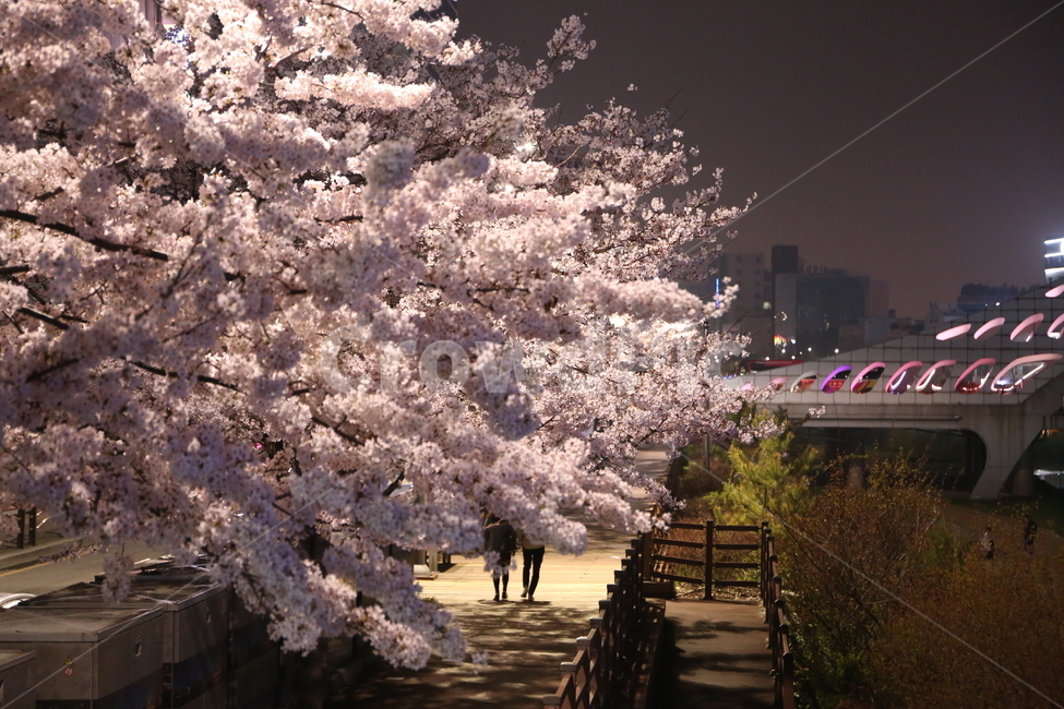 벚꽃,봄,커플,밤마실,산책,대전,야경,봄,계절,spring,season,야경,밤,풍경,nightscape,night,landscape,plant,식물,flower,꽃,blossom