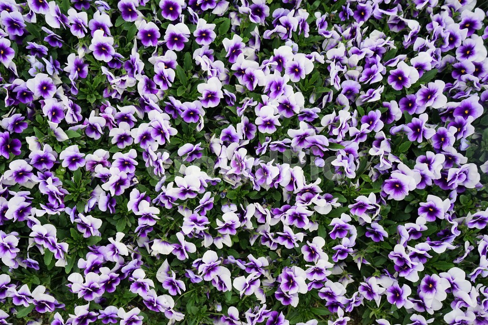 꽃,향기,아름다움,보라색,자연,flower,bloom,plant,nature,beautiful,식물,자연,plants,nature,꽃,flower