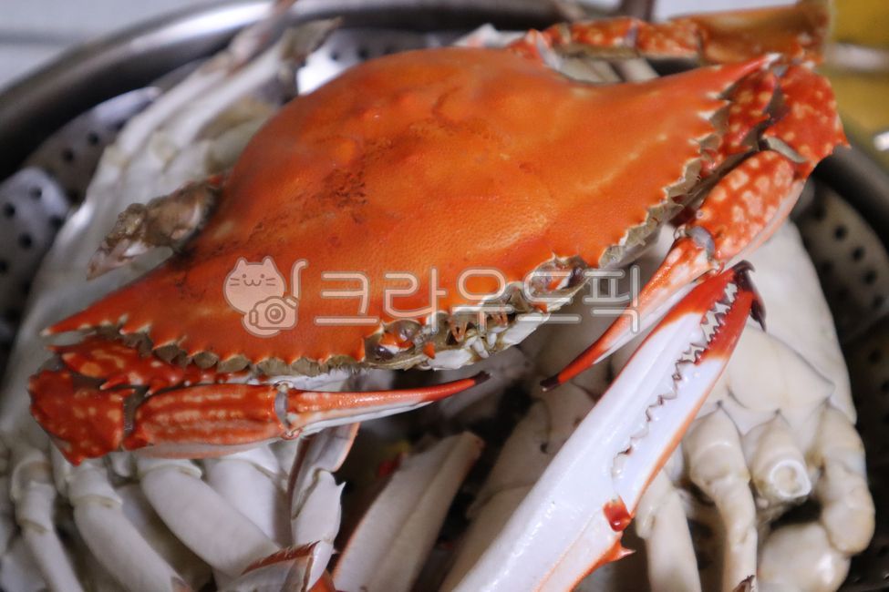 꽃게, 게, 해물, 해산물, 갑각류, 사진,이미지,일러스트,캘리그라피 - 팡팡s작가