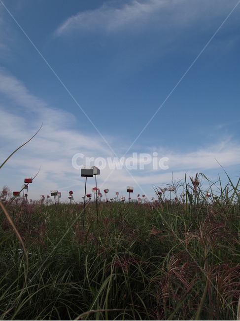 하늘공원,코스모스,가을,가을하늘,새집,하늘,가을,계절,fall,autumn,season,plant,식물,grass,잔디