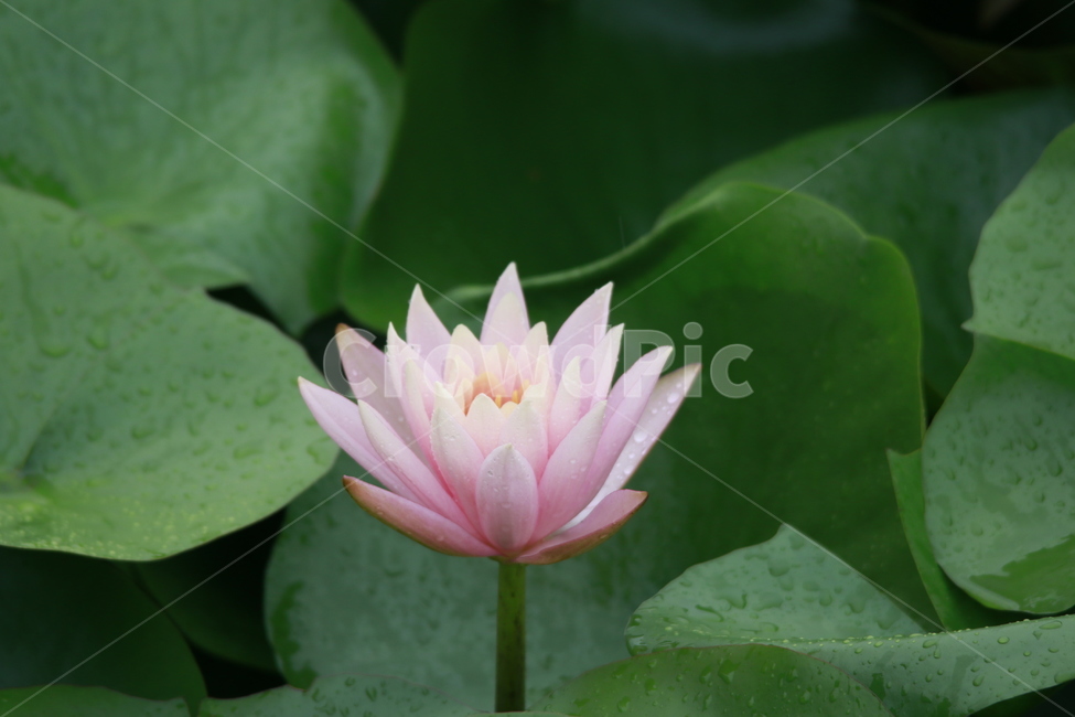 수련,연꽃,여름,가을,꽃