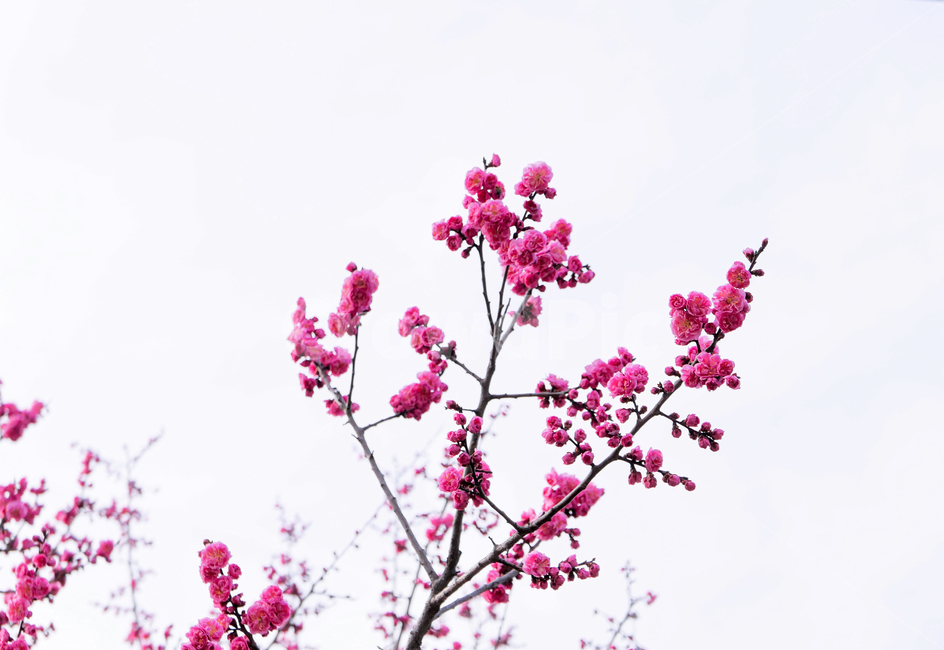 flower,꽃,blossom,봄,spring