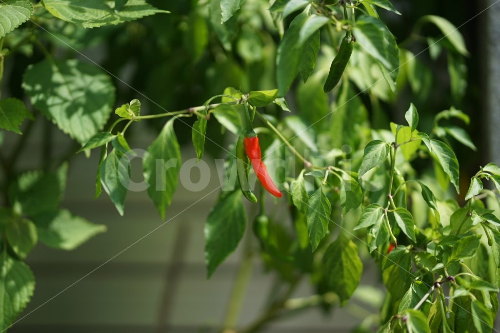 고추,빨간고추,초록고추,자연,열매,음식,식재료,요리,food,cook,meal,dishes,food reserves,채소,야채,vegetables
