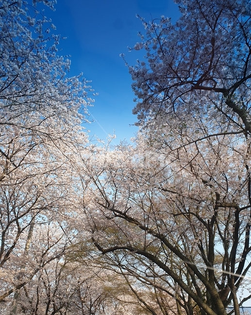 봄꽃,벚꽃,봄,4월,꽃망울