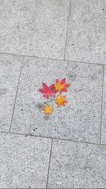단풍잎,fall,단풍,가을,나뭇잎,콘크리트