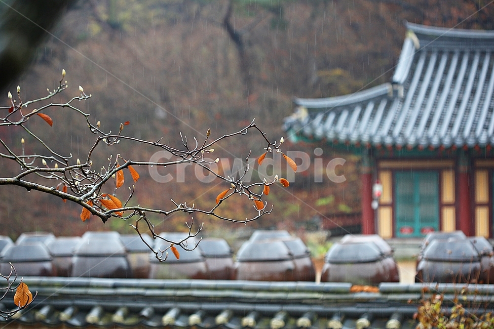 항아리,단지,옹기,단풍,낙엽,가을,자연,풍경,식물,뚜껑,항아리뚜껑,가을,계절,fall,autumn,season,한국전통,한국문화,korean traditional,korean culture