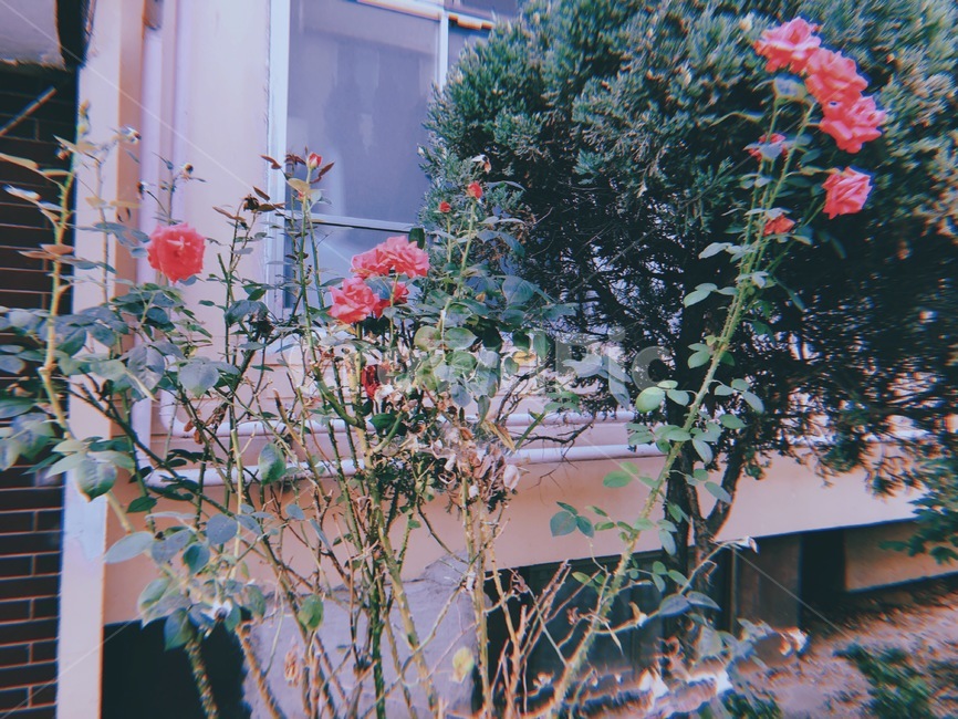 마당,장미,꽃,나무,감성,필름사진,카메라,옛날느낌,flower,필름카메라,필카,빈티지,옛날감성,필름효과,집앞,앞마당,빨간꽃,식물,wood,tree,film,filmcamera,rose,vintage