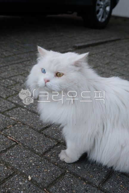 angora,Odd Eye,Angora,Pets,Persian cat,oddeyecat,cat,animal,persiancat,pet