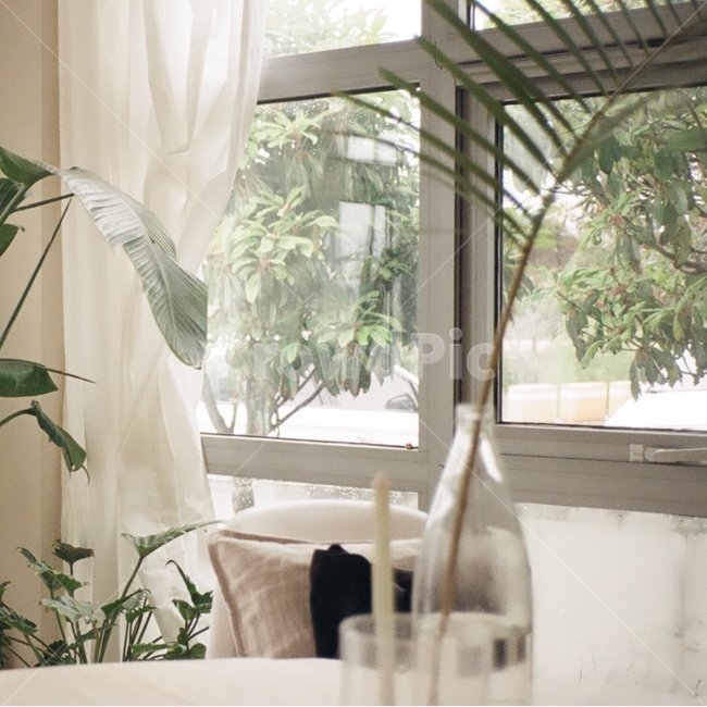 여유,나무,풀,햇살,자연,창가,테이블,필름,필름키메라,식물,자연,plants,nature,실내용화초,화분,화초,house plant,감성,sensible,feeling,인테리어,실내디자인,interior design